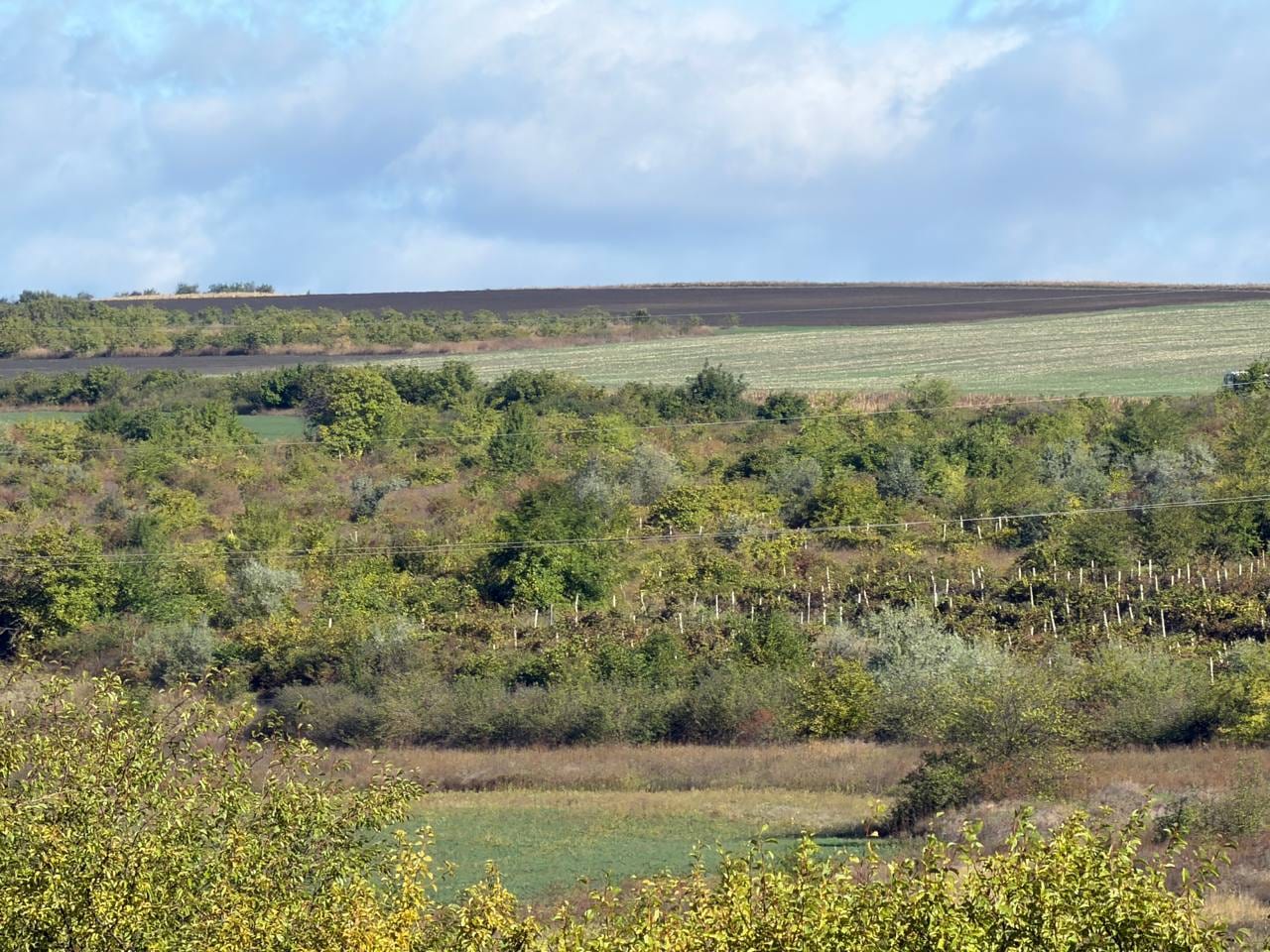 Teren, 60 ari, Budești