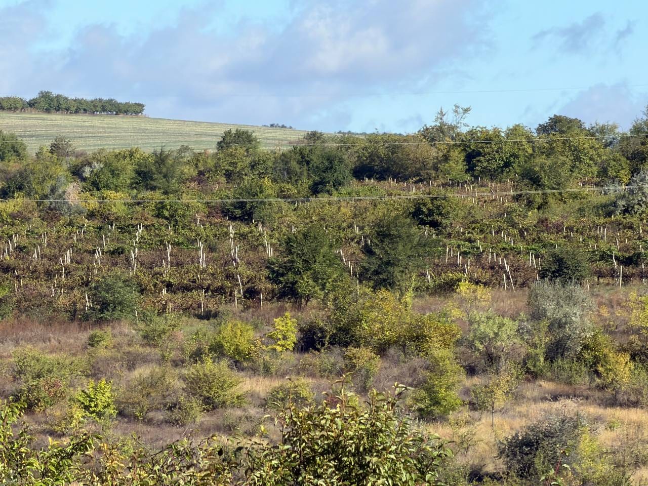 Teren, 50 ari, Budești